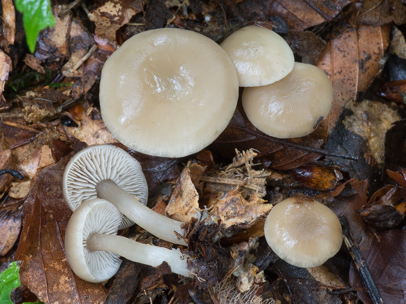 Clitocybe foetens